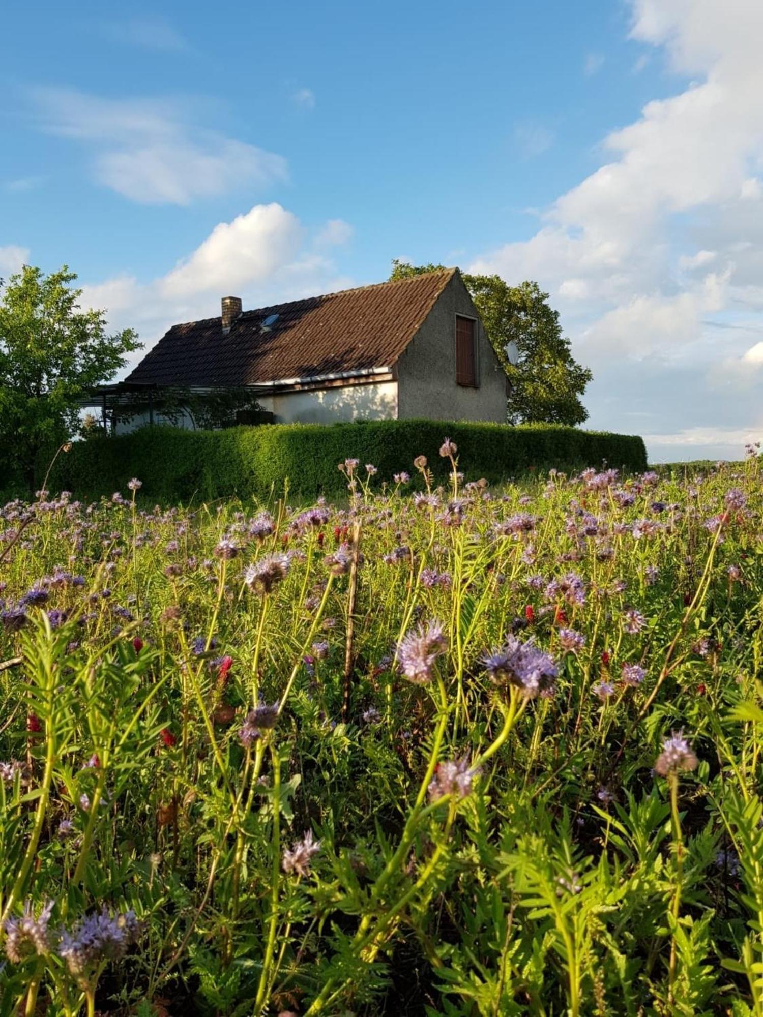 Ferienhaus Gransee Unmittelbar Am Stechlinsee - Radweg Luaran gambar